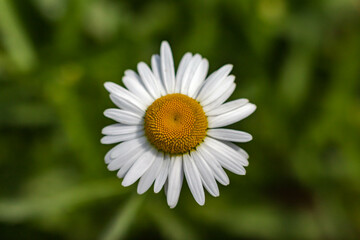Fototapeta premium Flower Chamomile garden close-up on a green background in summer