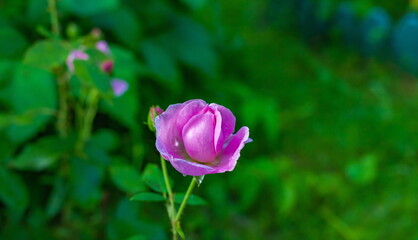 Flowers "Rose" close-up on the background of greenery in summer