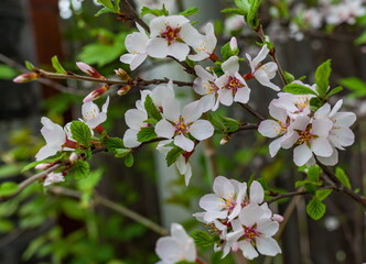 Flowers of the berry bush "Felt cherry" close-up in spring