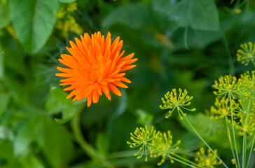 Calendula flowers close-up on a background of greenery in summer