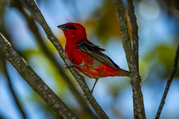 A Mauritius red fody in a tree