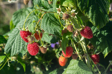 Ripe red raspberries in the garden
