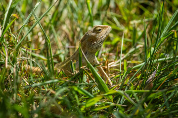 Oriental garden lizard in the grass