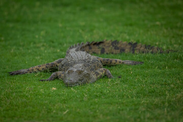 Young crocodile resting on a grassy river bank
