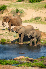African elephants at the Crocodile river at Kruger National Park