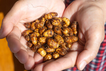 Chufa tubers (groundnut, earth almond) on a woman's hands