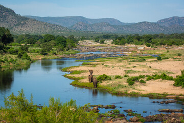 African elephants at the Crocodile river at Kruger National Park