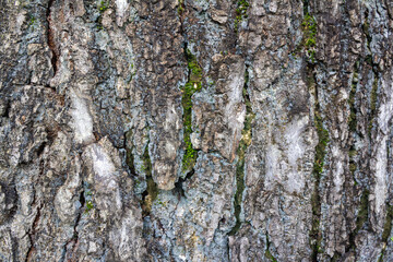 Mahogany Tree Bark Textures
