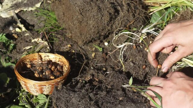 A woman collects chufa tubers (groundnuts, earth almonds)