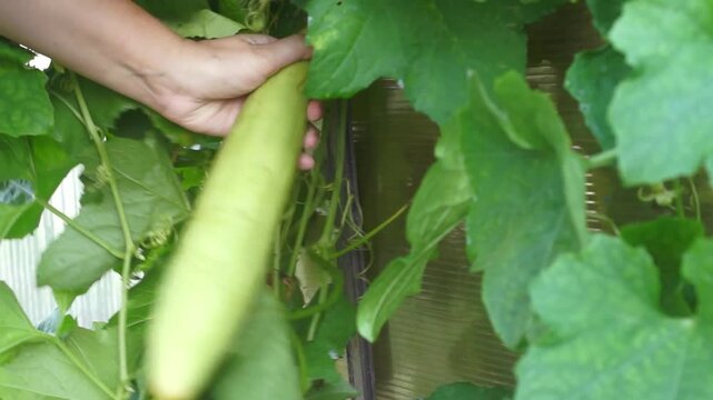 A woman picks luffa fruit in a greenhouse