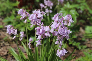 Hyacinthoides hispanica. Spanish bluebell or Scilla hispanica, spring flowering flowers.