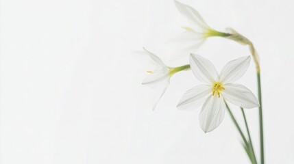Obraz premium Elegant Petals of a Wild Narcissus on a Clean White Canvas