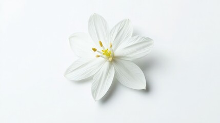 Obraz premium White narcissus flower isolated on white background