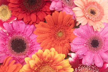 pink, red, orange and yellow gerber flowers in close up art background
