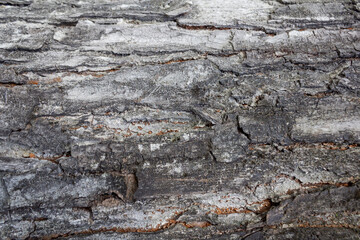 Mahogany Tree Bark Textures