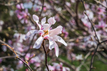 Magnolia flowers with pink petals blooming in spring garden,