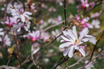 Magnolia flowers with pink petals blooming in spring garden