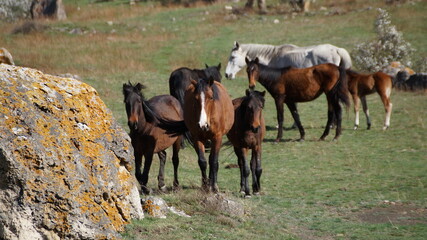 herd of horses