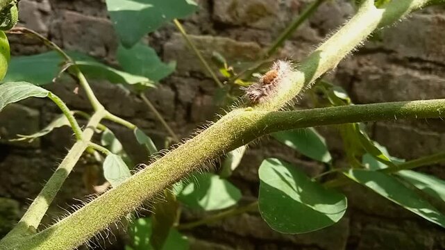 Caterpillars crawl on branches of tomato plants.
