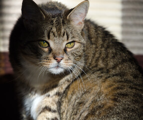 Adult cat in the rays of sunlight.