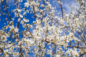 Cherry branches with fresh white cherry blossoms in full bloom against a blue sky background
