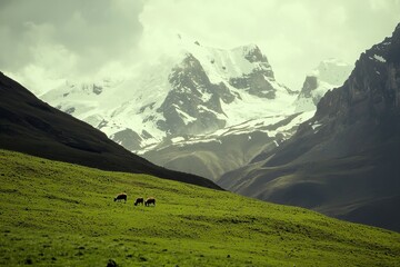A family of vicuas grazing peacefully in the high-altitude grasslands of the Andes.