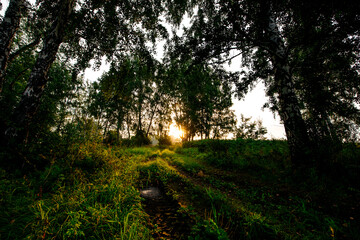 A country road in a wheat field next to a birch forest at sunset