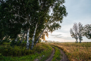 A country road in a wheat field next to a birch forest at sunset