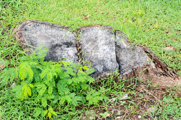 Obraz premium tree stump with green grass base