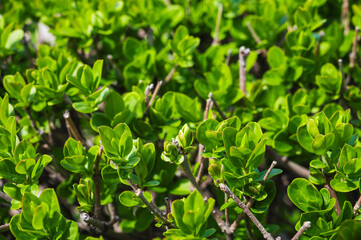 Close-up of a garden fence, green leaves of wild privet on the background of a natural park.