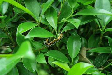 Monarch butterfly caterpillar on banyan tree green leaves