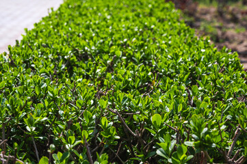 Fragment of a hedge of privet early spring.