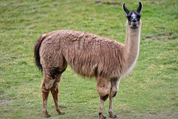 A group of llama grazing peacefully in the high-altitude grasslands of the Andes.