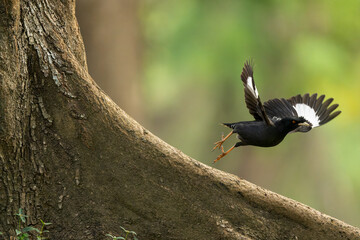 A starling took off from under a big tree.