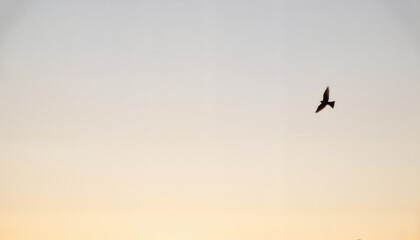 Naklejka premium Silhouette of a swallow flying against a soft gradient sky, freedom