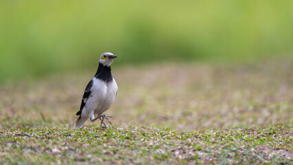 A black-collared starling walking on the grass. Blurred background.