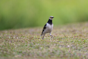 A black-collared starling walking on the grass. Blurred background.