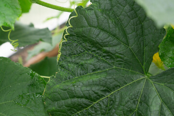 Cucumber leaf deformed due to lack of microelements, agricultural plant disease