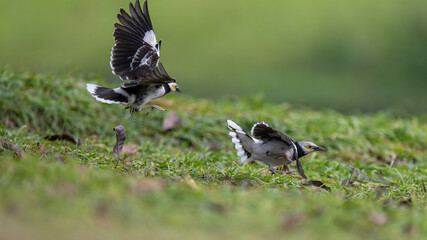 Two black-collared starlings chase each other on the grass.