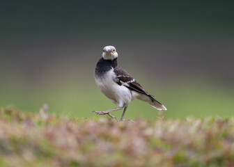 Naklejka premium A Black-collared Starling bird in the grass looking towards the camera. Portrait with blurred background.