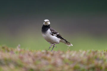 A Black-collared starling stands in the grass. Blurred natural background.