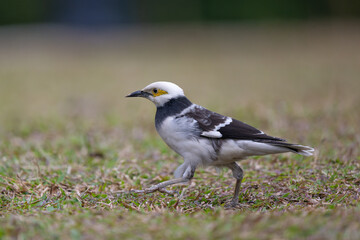 A black-collared starling walking on the grass. Blurred background.