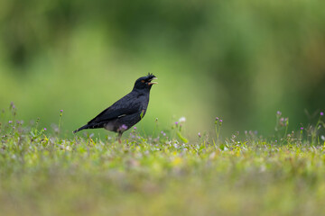 A starling stands on the grass with a blurred background.