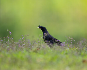 A starling stands on the grass with a blurred background.