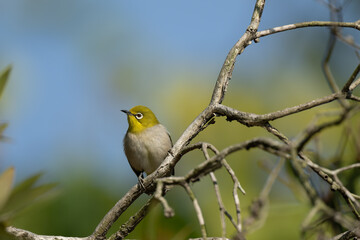 An Oriental White-eye on the branch