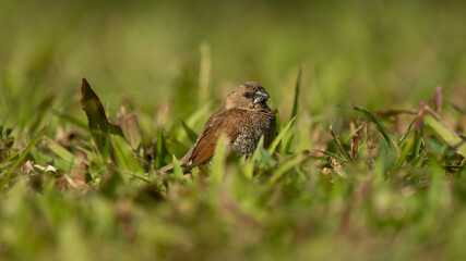 A sparrow in the grass.