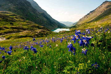 Obraz premium blue flowers on a mountainside in Altai in summer