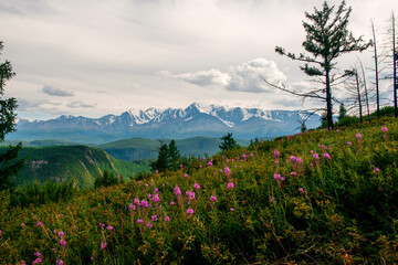 pink flowers on a mountainside in Altai in summer against the background of the Chuisky range