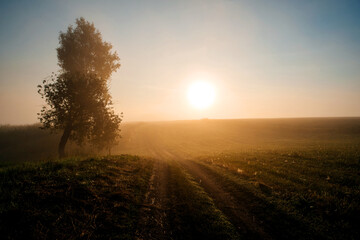 A country road in the morning fog at dawn