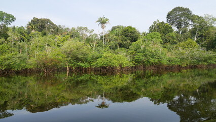 Amazonie, Forêt tropicale, Brésil, Biodiversité, Écosystème